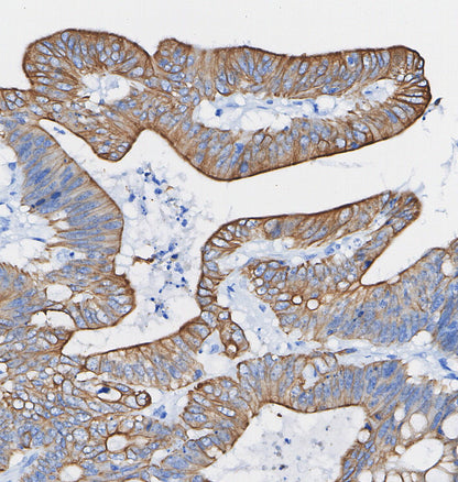 CD9 Antibody