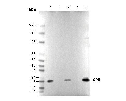 CD9 Antibody
