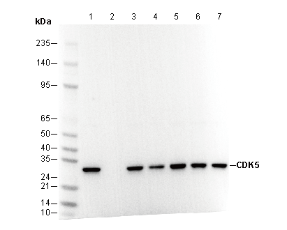 CDK5 Antibody