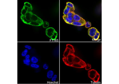 Cytokeratin 20 Antibody
