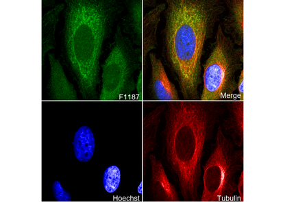 Daxx Antibody