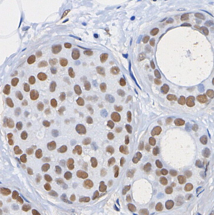Daxx Antibody