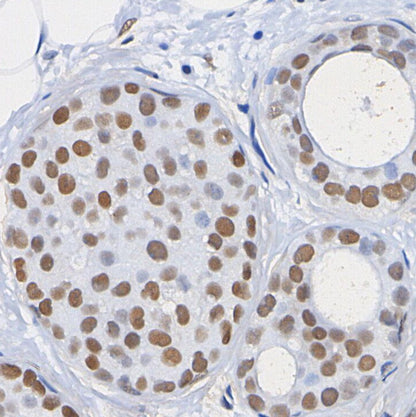 Daxx Antibody