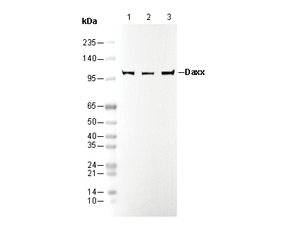 Daxx Antibody