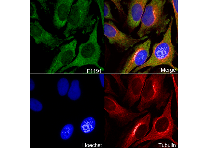 FXR1 Antibody
