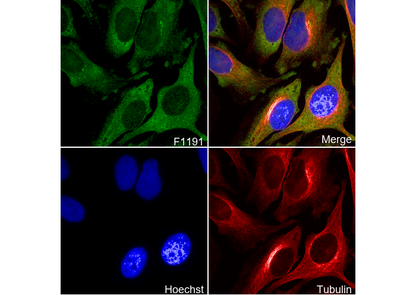 FXR1 Antibody