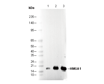 HMGA1 Antibody