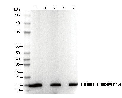 Histone H4 (acetyl Lys16) Antibody