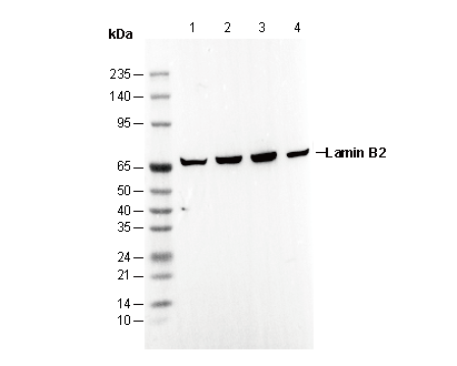 Lamin B2 Antibody