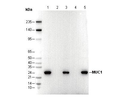 MUC1 Antibody