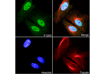 NR1D1 + NR1D2 / RVR Antibody