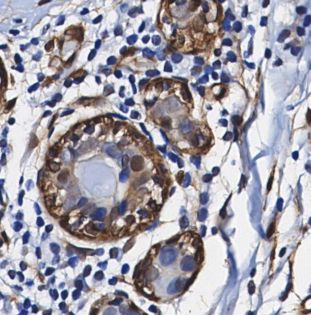 NR1D1 + NR1D2 / RVR Antibody