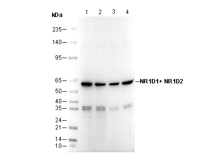 NR1D1 + NR1D2 / RVR Antibody