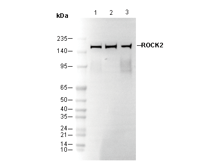 ROCK2 Antibody