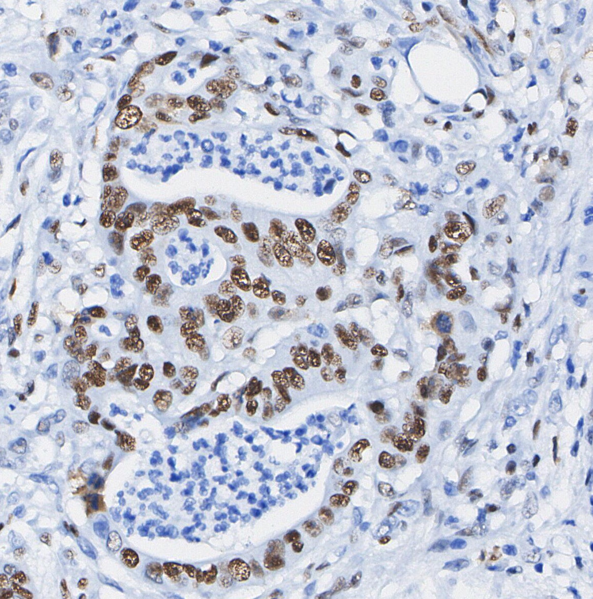 Phospho-STAT3 (Ser727) Antibody