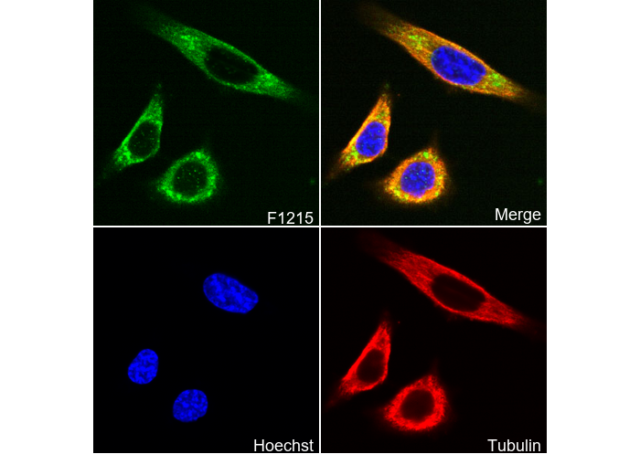Synaptophysin Antibody