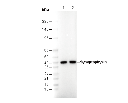 Synaptophysin Antibody