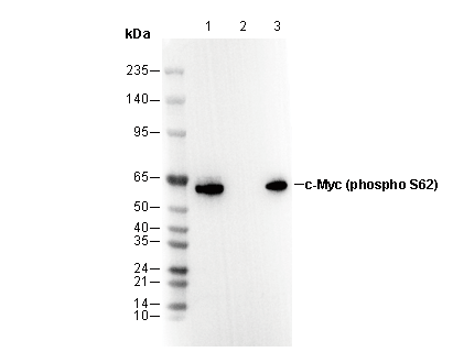 Phospho-c-Myc (Ser62) Antibody