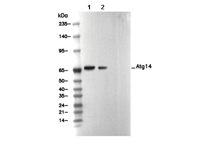 Atg14 Antibody