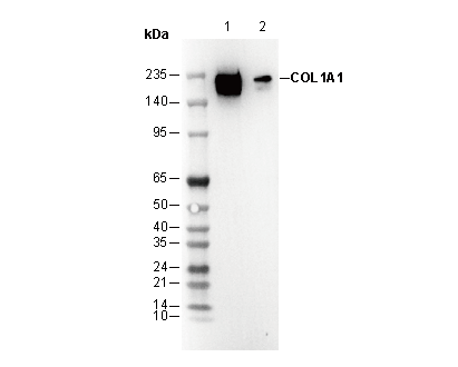 COL1A1 Antibody