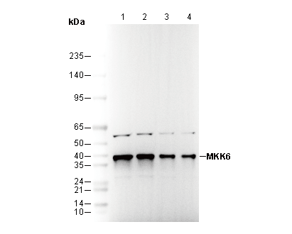 MKK6 Antibody