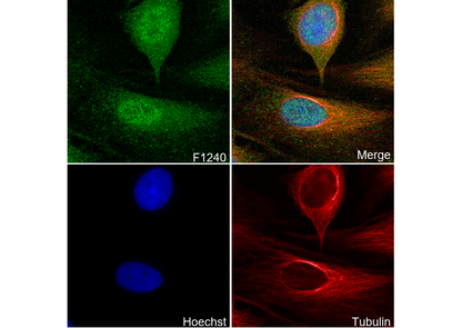 PP2C-α Antibody