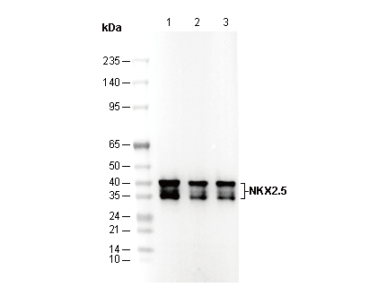 NKX2.5 Antibody