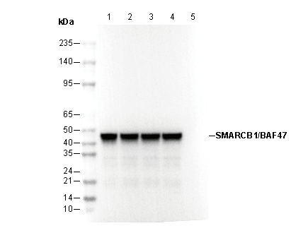 SMARCB1/BAF47 Antibody