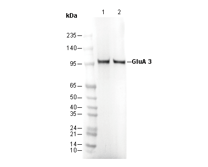 AMPA Receptor 3 (GluA 3) Antibody
