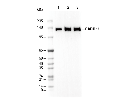 CARD11 Antibody