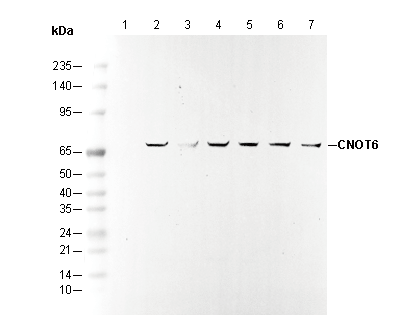 CNOT6 Antibody