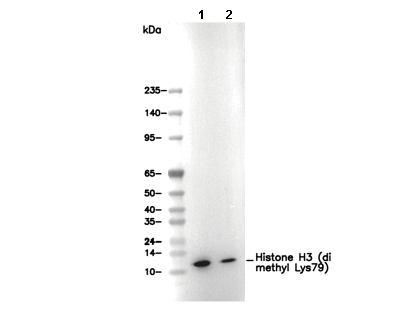 Histone H3 (di methyl Lys79) Antibody