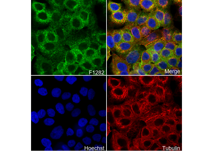 Eps15 Antibody