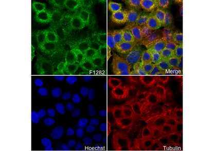 Eps15 Antibody