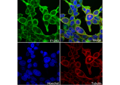 FABP7 Antibody