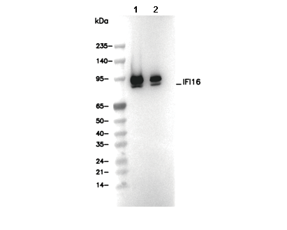 IFI16 Antibody