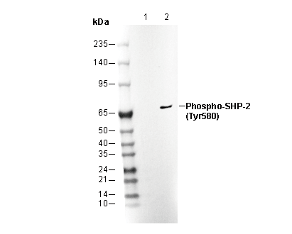 Phospho-SHP-2 (Tyr580) Antibody