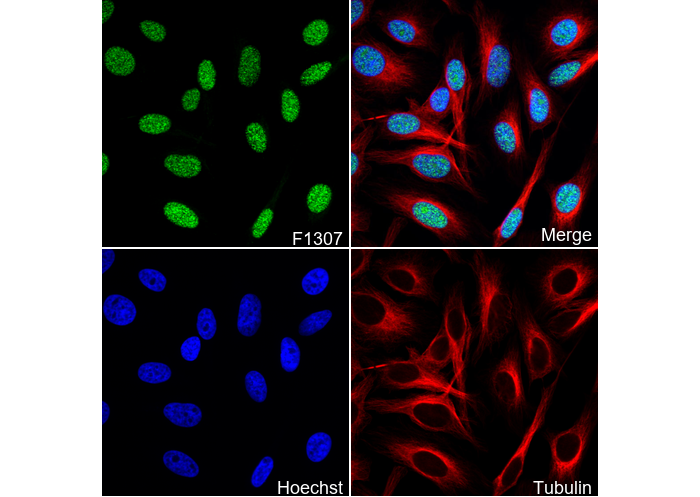 RCC1 Antibody