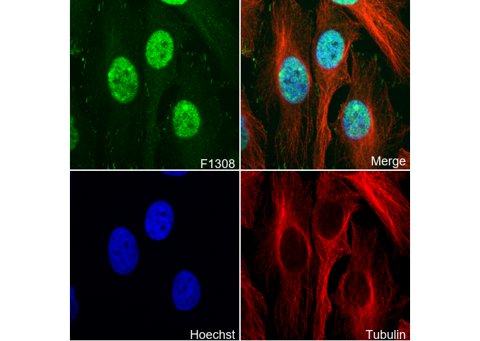 Rad18 Antibody