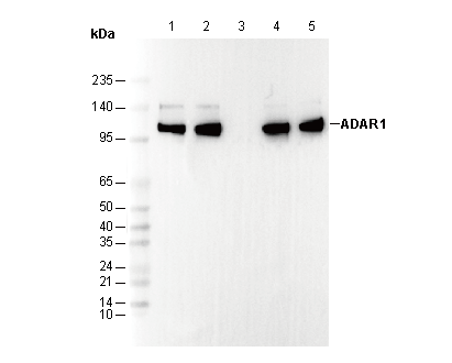 ADAR1 Antibody