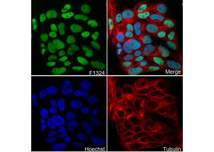CDX2 Antibody