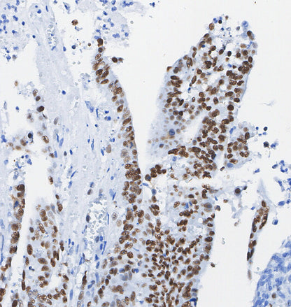 CDX2 Antibody