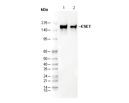 ESET Antibody