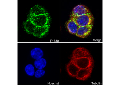 EphB4 Antibody