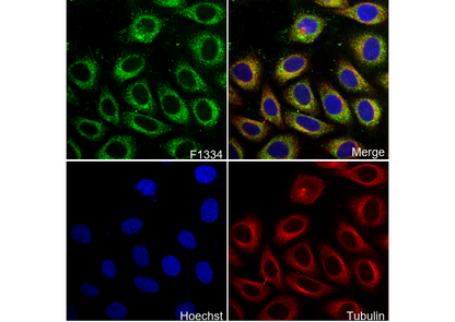GAS6 Antibody