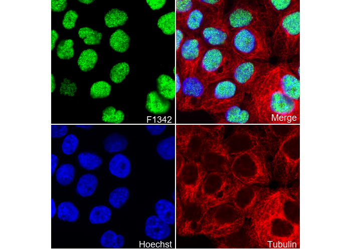 MSK2 Antibody