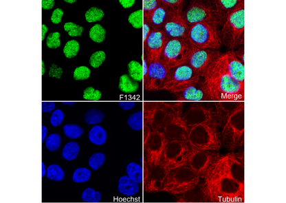 MSK2 Antibody