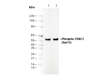 Phospho-TRAF2 (Ser11) Antibody