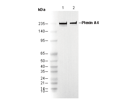Plexin A4 Antibody