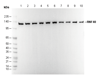 RNF40 Antibody